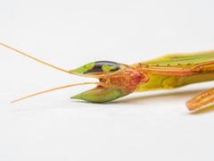 Episcopomantis chalybea