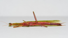 Episcopomantis chalybea