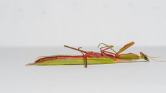 Episcopomantis chalybea