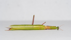 Episcopomantis chalybea
