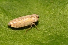 Doratura impudica