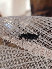 Odontocheila