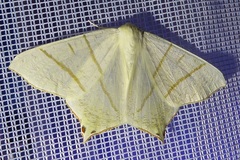 Ourapteryx sambucaria