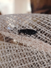 Odontocheila