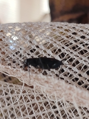 Odontocheila