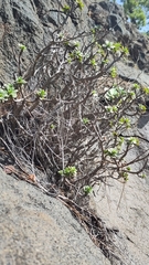 Aeonium spathulatum image