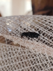 Odontocheila