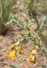 Chamaecrista
