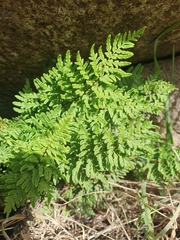Oeosporangium