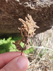 Oeosporangium