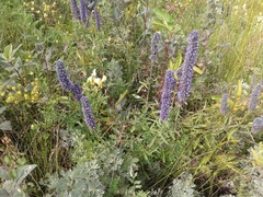 Nepeta multifida