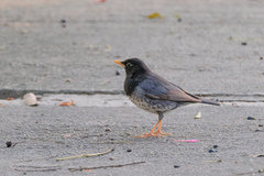 Turdus cardis