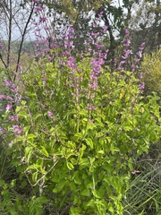 Syncolostemon transvaalensis