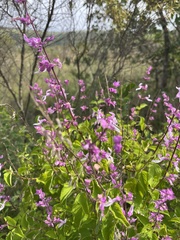 Syncolostemon transvaalensis