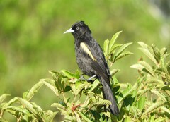Cacicus chrysopterus