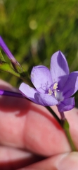 Thereianthus juncifolius