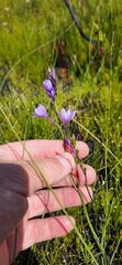 Thereianthus juncifolius