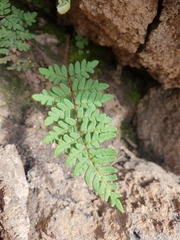 Oeosporangium