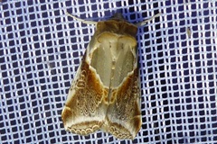 Habrosyne pyritoides