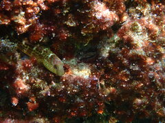 Microlipophrys canevae