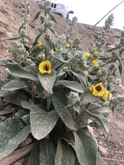 Verbascum alceoides