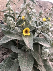 Verbascum alceoides