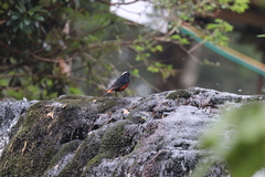 Phoenicurus leucocephalus