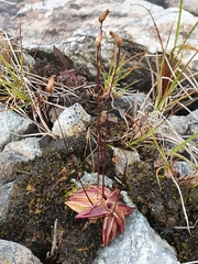 Pinguicula