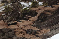 Phellinopsis conchata