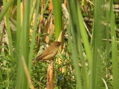 Acrocephalus agricola