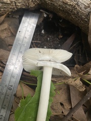 Amanita
