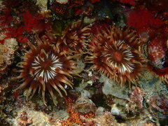 Anemonia erythraea