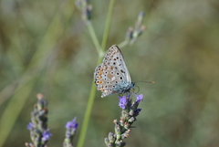 Polyommatus hispana