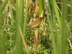 Acrocephalus agricola