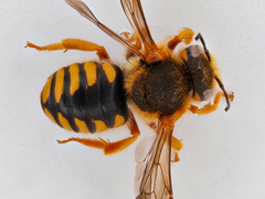 Rhodanthidium septemdentatum