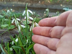 Galanthus reginae-olgae