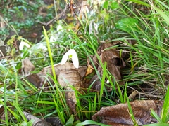 Galanthus reginae-olgae
