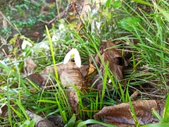 Galanthus reginae-olgae