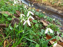 Galanthus reginae-olgae