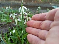 Galanthus reginae-olgae