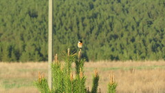 Saxicola maurus maurus