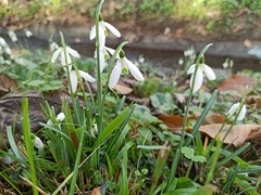 Galanthus reginae-olgae