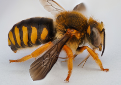 Rhodanthidium septemdentatum