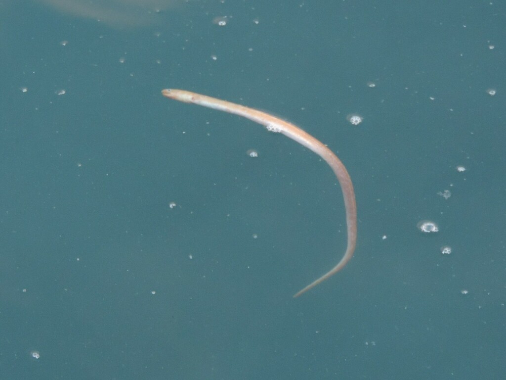Rufus snake eel (Ophichthus rufus) — Ophichthidae