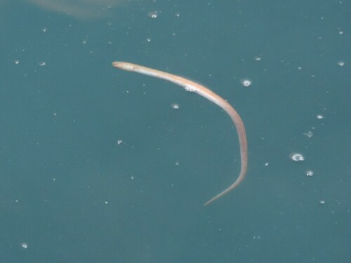 Representative image of Ophichthus rufus