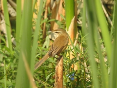 Acrocephalus agricola