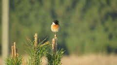 Saxicola maurus maurus