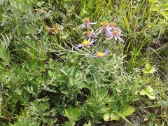 Galatella dahurica