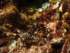 Lipophrys trigloides