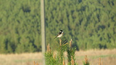 Saxicola maurus maurus